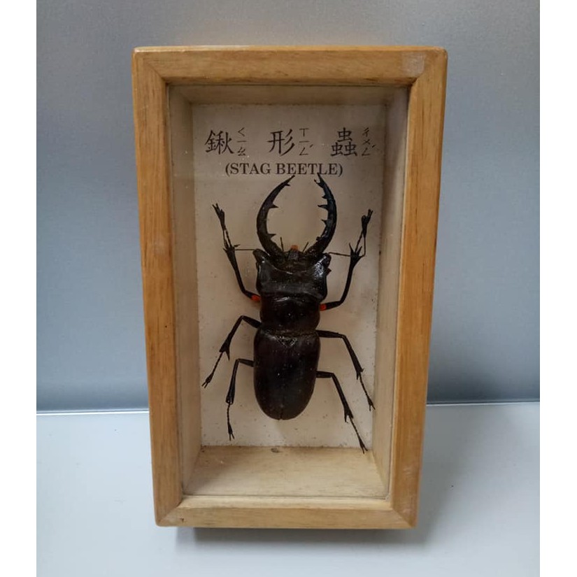 售 二手 鍬形蟲stag Beetle 甲蟲標本 木盒 蝦皮購物