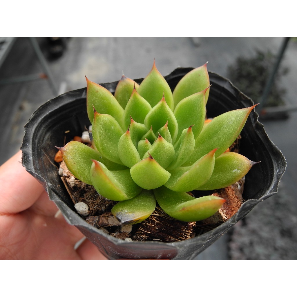 紅相生傘x藍絲絨 景天科 Echeveria 多肉植物 詠詠多肉