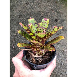 漫活雨林 Neoregelia Wee Willy /五彩積水鳳梨/積水鳳梨/觀賞/園藝