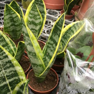 一禪種苗園-空氣淨化多年生常綠草本<黃邊虎尾蘭(千歲蘭)>小品盆栽-3吋盆/空氣淨化清道夫/風水植物/相當適合初學者
