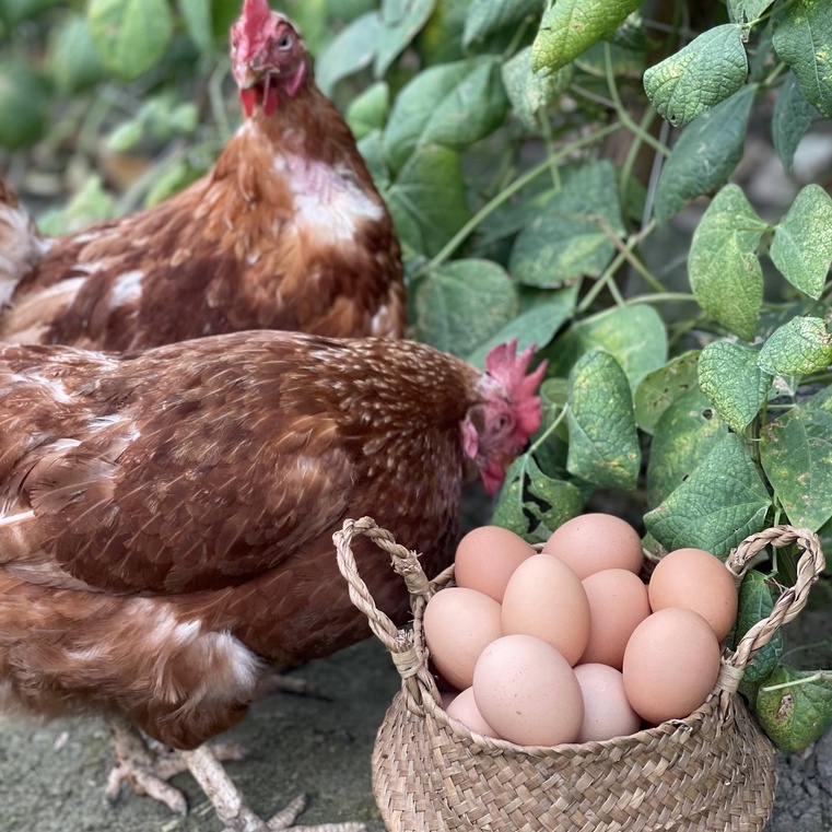 新鮮土雞蛋 小農友善放牧土雞蛋 10入裝自產自銷產地直送