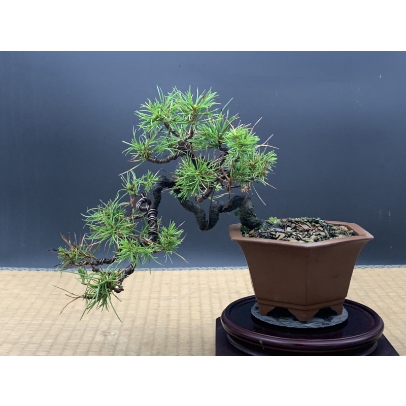 ⭕️【盆栽、松】五葉松、盆栽 、小品 五葉松 【 23 B ― 49 】 - 小品盆栽専門店 湘風園オンラインショップ