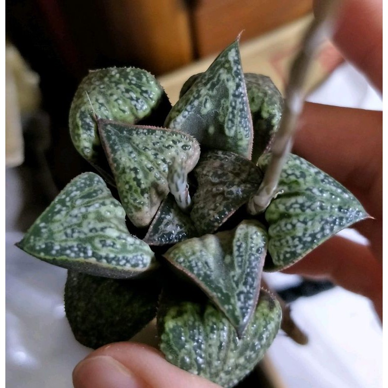 肉部屋售底座芽姬葵壽皮克大百合阿福花科多肉植物 蝦皮購物