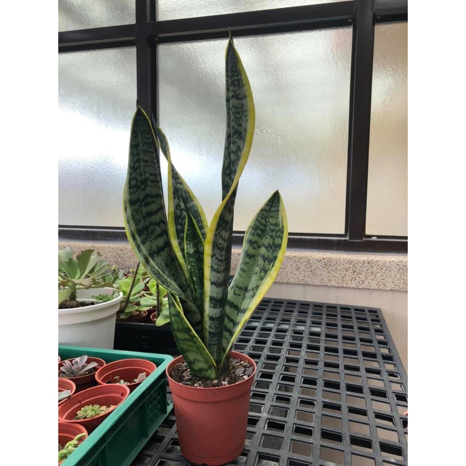 Kiki貓多肉園多肉植物虎尾蘭 蝦皮購物