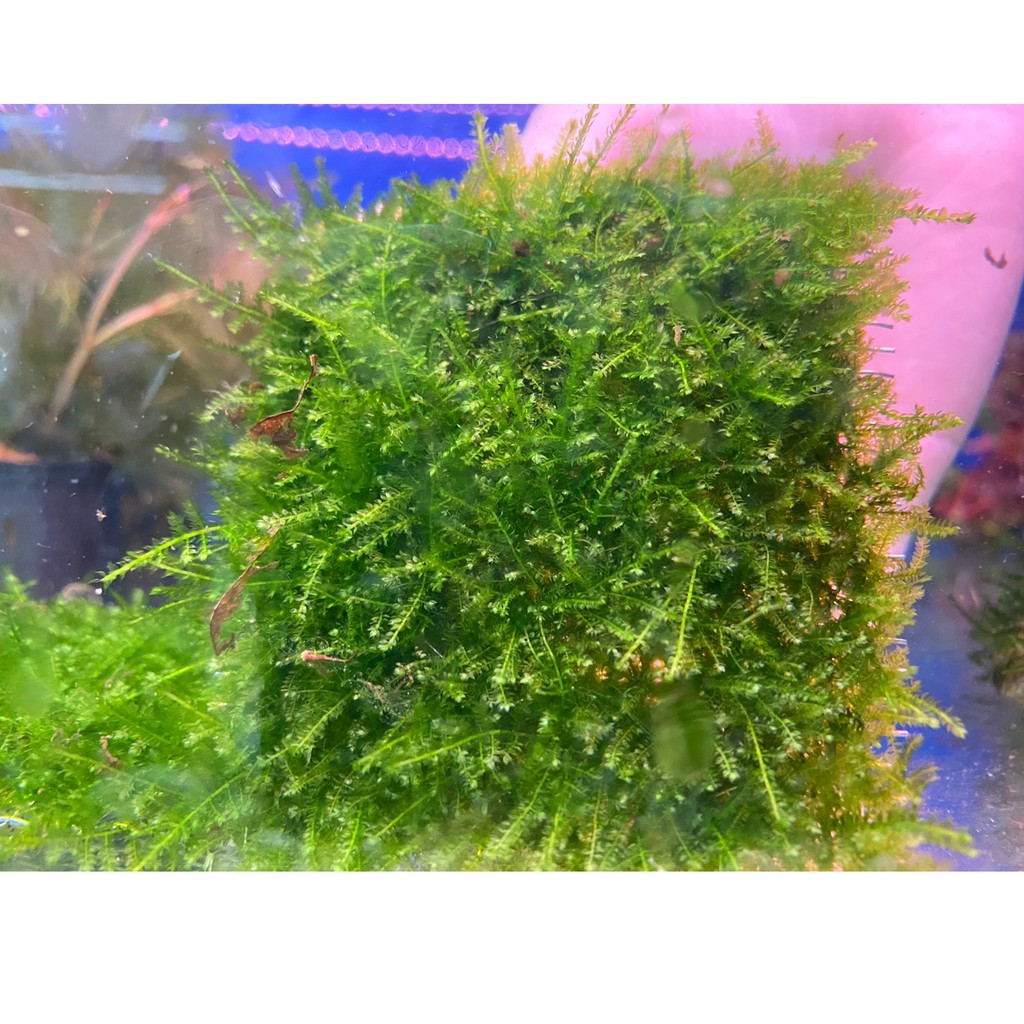 价格从 174 62 Up雅柏mf精緻陶瓷系列f 916 紅 圓形水草培植甕 莫絲造景 幼魚短鯛孔雀最愛 魚店 Best Price Products