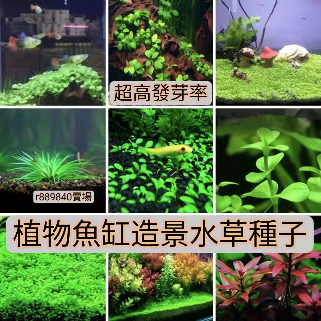 1🍓台灣💋水草種子植物魚缸水槽種籽速成水草種子造景水草種子爬地矮大對葉小對葉碗蓮牛毛草迷你矮水草種子