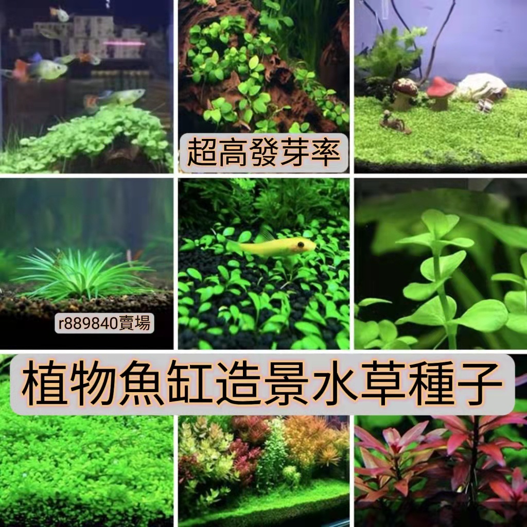 台灣 超高發芽率 水草種子植物魚缸水槽種籽速成水草