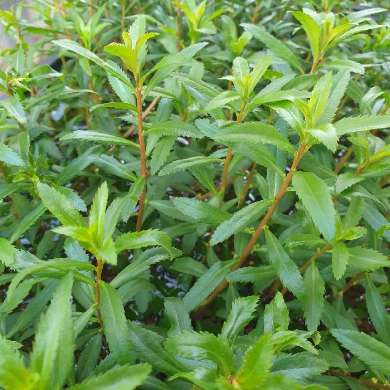 紅雨傘 水上葉 水草水草造景 一組6株 蝦皮購物