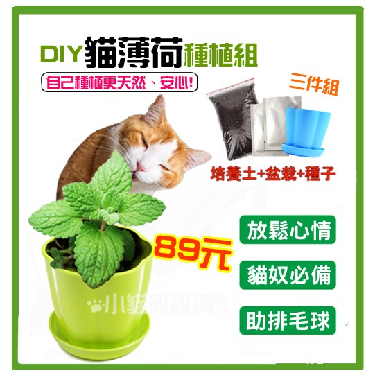Diy貓薄荷種植組貓草種植貓薄荷種子貓薄荷貓草逗貓貓零食荊芥荊芥種子化毛排出毛球 蝦皮購物