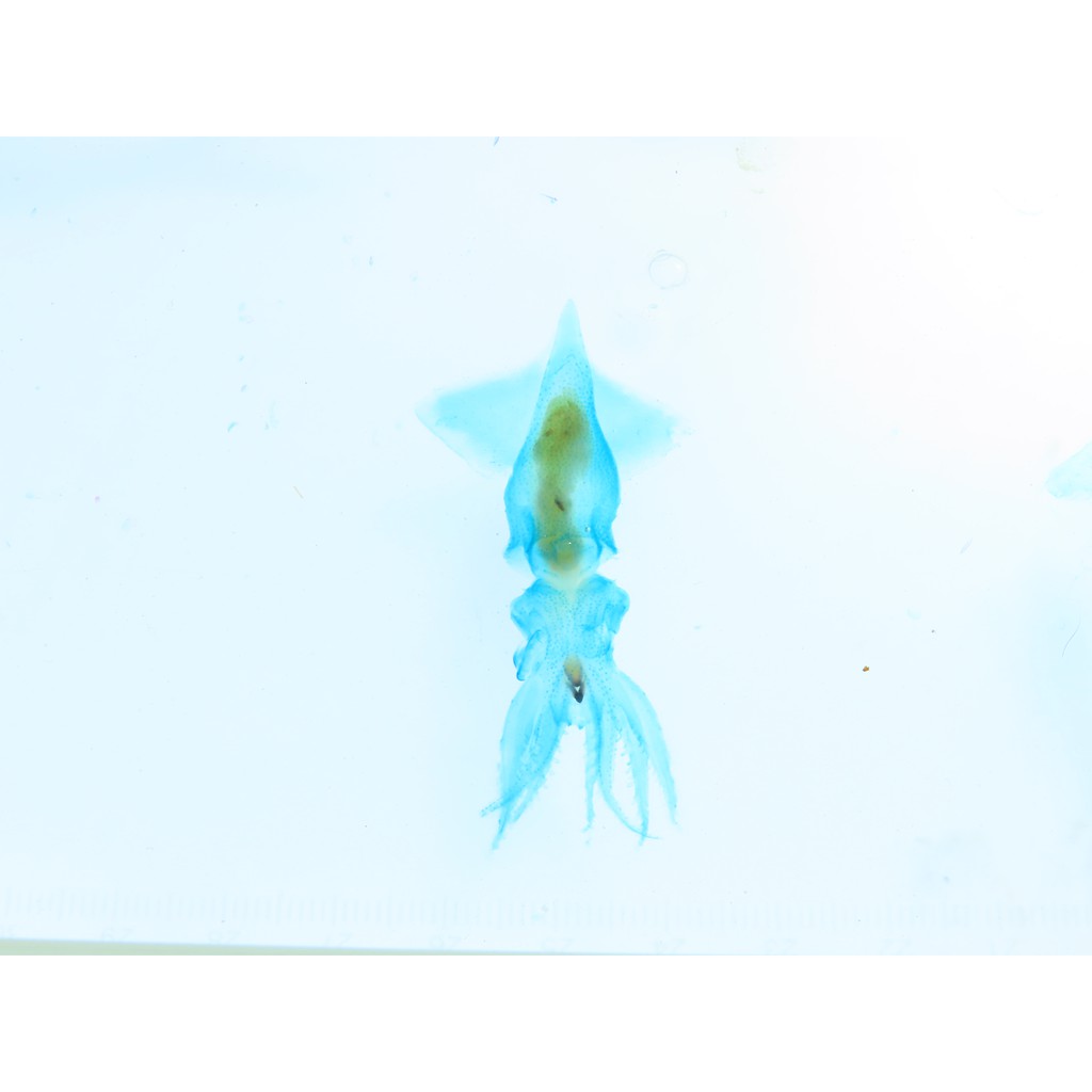 透明魚標本 優惠推薦 21年9月 蝦皮購物台灣