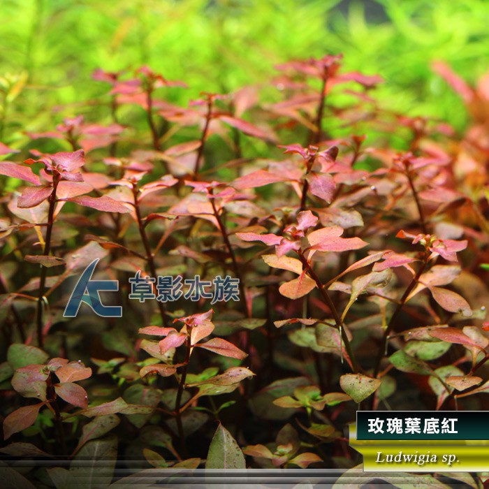Ac草影 玫瑰葉底紅 水上葉 十株 中景草紅色水草不需要二氧化碳也可栽培新手專用 蝦皮購物