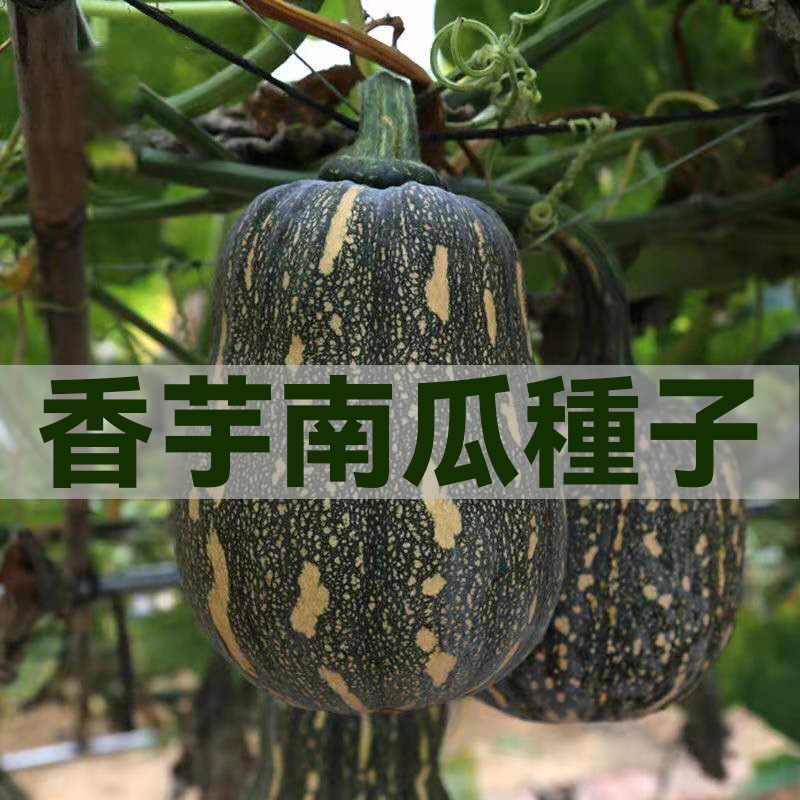 香芋南瓜種子 蜜本南瓜種子 紅栗南瓜種子 香甜早熟小南瓜種子 四季高產陽臺南瓜籽 蔬菜種子