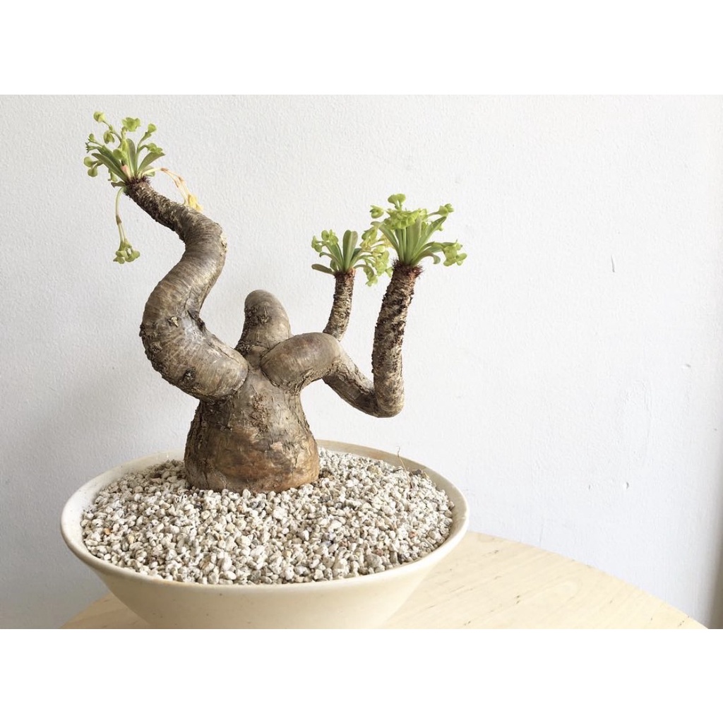 拈花微笑 象鼻大戟 Euphorbia Ramena 原產穩根 特選株 多肉植物 塊根植物 觀葉植物 仙人掌 蝦皮購物