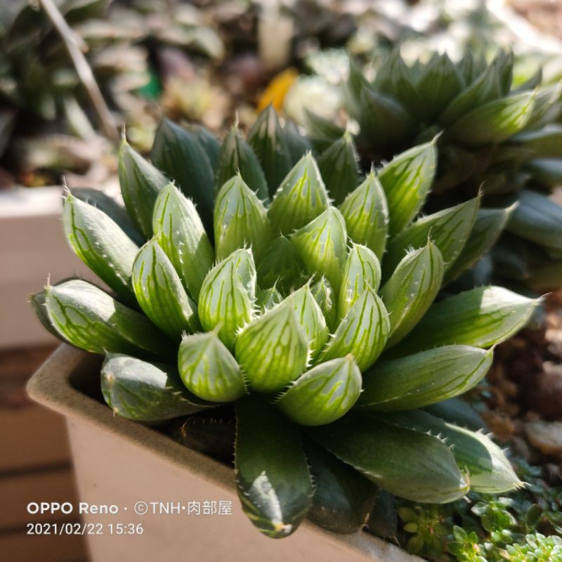 肉部屋3吋成株帶芽cooperi 附花牌百合阿福花科多肉植物 蝦皮購物