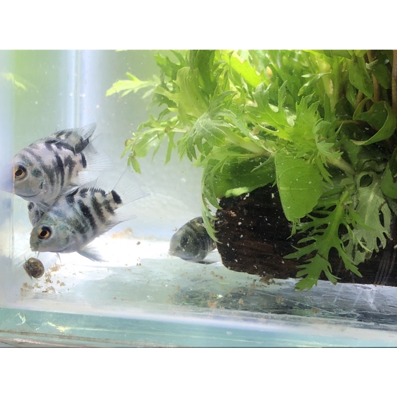 開心水族寶藍鸚鵡慈鯛模型一隻25元高級餌料 蝦皮購物