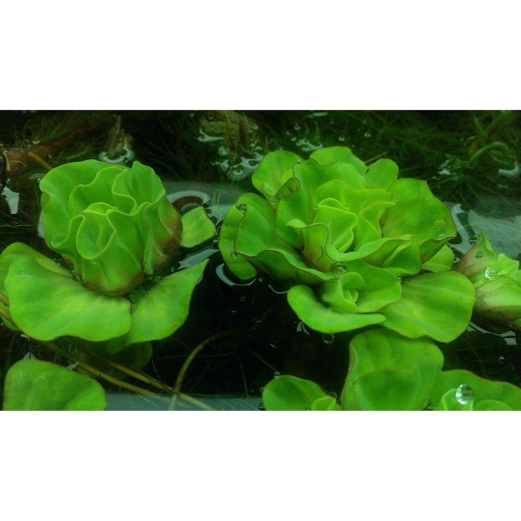 水草爆缸 玫瑰水芙蓉 漂浮植物 蝦皮購物