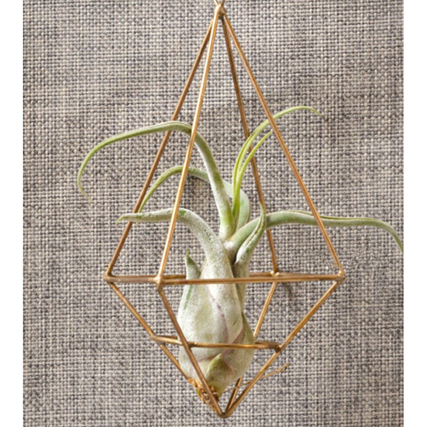 定制創意婚禮花架空氣鳳梨幾何鉆石型花器銅框植物架墻飾掛飾B57