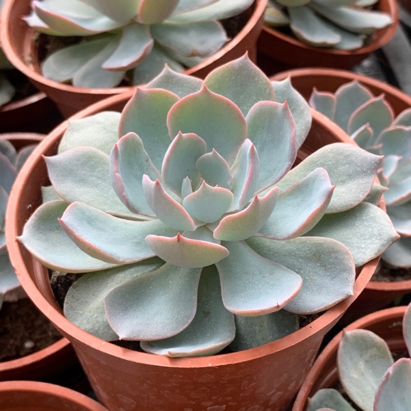 麗加 多肉植物 老樂 藍石蓮 經典白粉紅邊 新手普肉仙品推薦 蝦皮購物