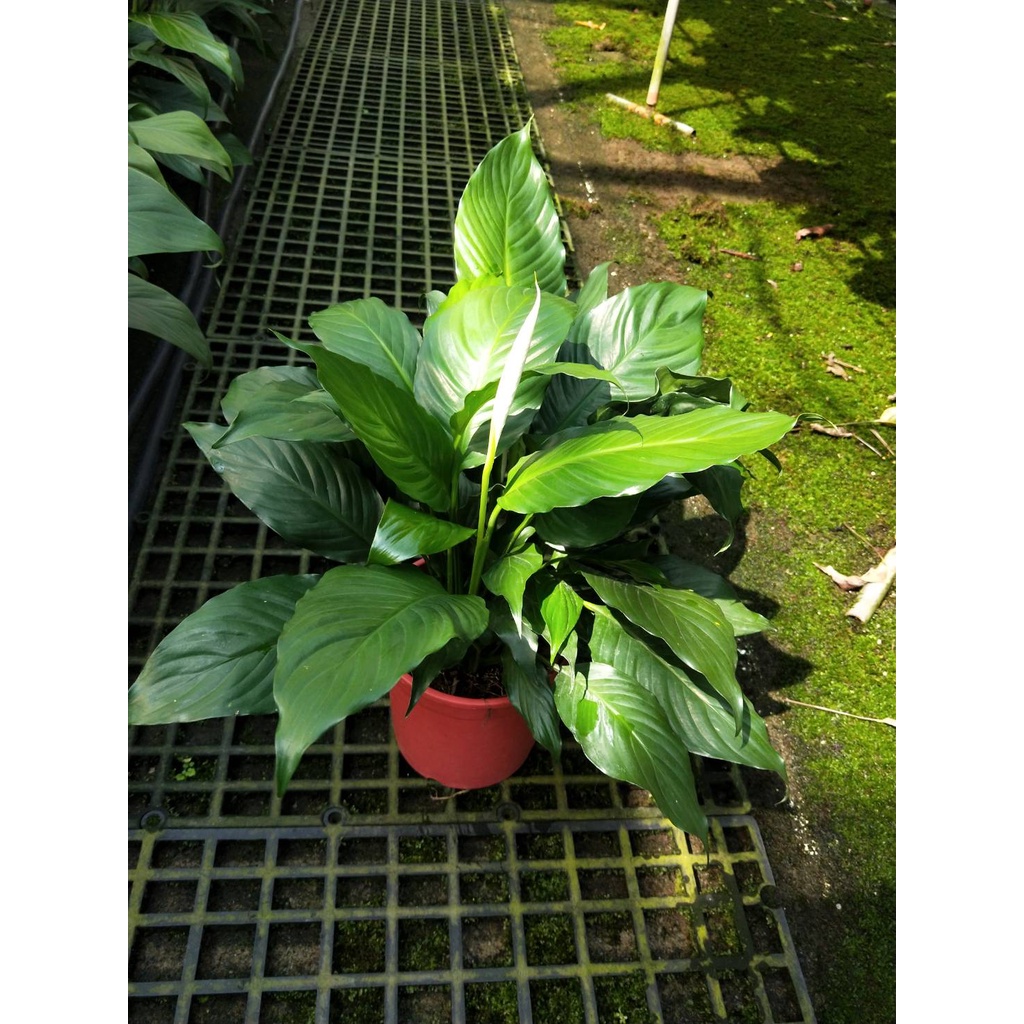 彩綠花果園_觀葉植物_白鶴芋-5/6吋