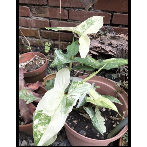 斑葉合果芋帶根枝條Syngonium podophyllum 'Variegatum'