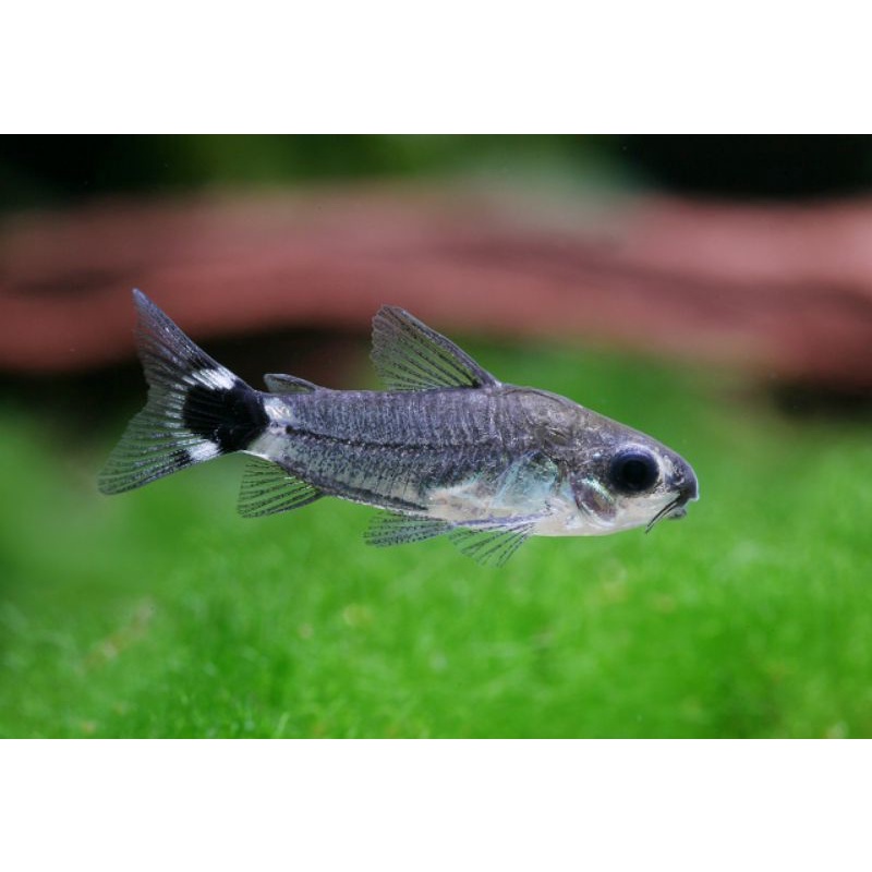 月光鼠 鼠魚 燈魚 下標前請先看說明