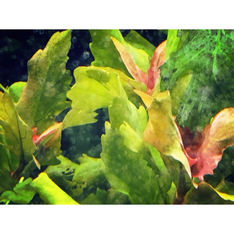 印度水羅蘭(水上葉)，5公分以上剪頭出售