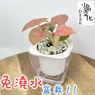 【小品文化】粉紅合果芋【現貨】4吋透明免澆水懶人盆栽 簡單好種植 觀葉植物 室內植物 自動吸水 創意花盆 居家