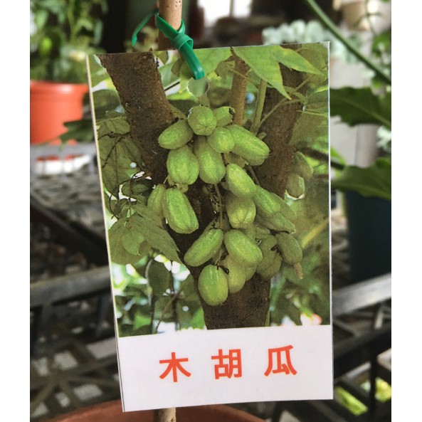 花囍園 水果苗 木胡瓜 酢漿草科 果實酸味強 6吋高約30 35cm 特價500 蝦皮購物