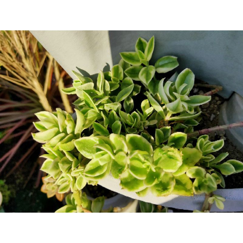 現剪枝條 花蔓草錦多肉植物頂芽現剪枝條 蝦皮購物