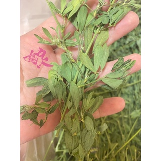 紫花苜蓿草 優惠推薦 21年7月 蝦皮購物台灣