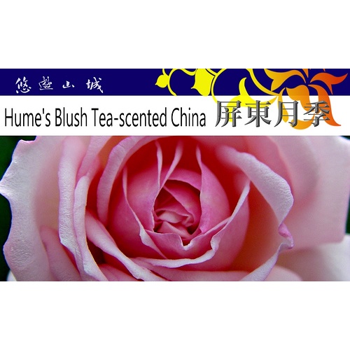 粉屏東月季Hume's Blush Tea-scented China。悠遊山城(創始店)5-6吋盆玫瑰~特價250