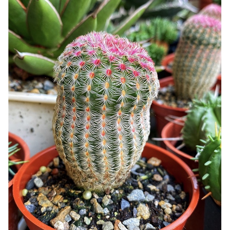 紫太陽仙人掌多肉植物目前3吋盆隨機出不會小顆 蝦皮購物