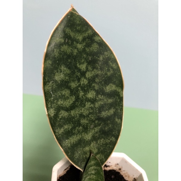 象耳虎尾蘭 淨化空氣 室內植物