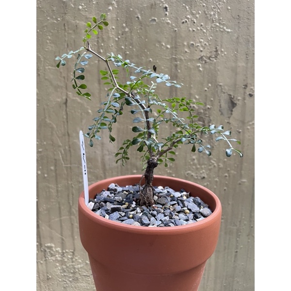 象足漆樹的價格推薦 22年11月 比價比個夠biggo