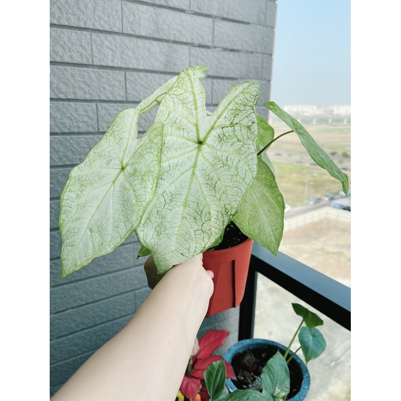 天南星植物-彩葉芋（青綠色表現）