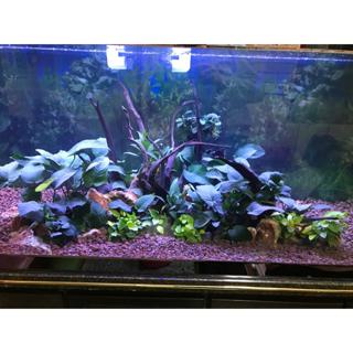 S水族 黃金小榕沉木 黃金小榕 沉木 水草 陰性水草 前景 中景 後景 懶人草 水草造景 水族 新手水草 不用co2 蝦皮購物