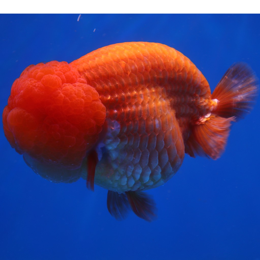 中國風金魚 高蛋白爆頭金魚專用飼料 沉料 蝦皮購物