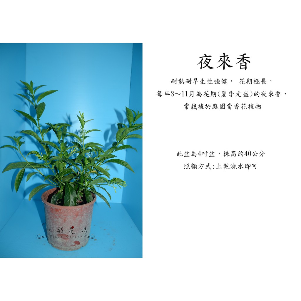 心栽花坊 夜來香 開花植物 觀花植物 香花植物 售價100特價90 蝦皮購物