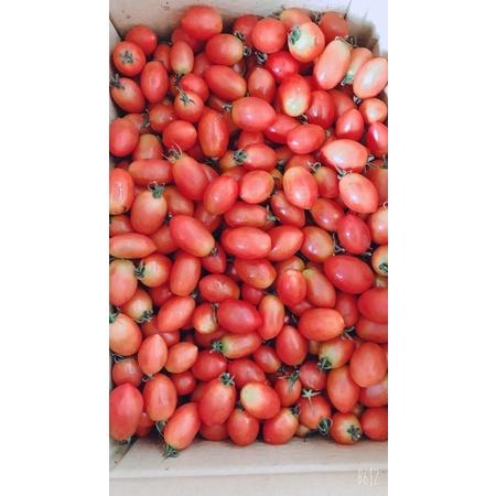小番茄1箱18-20台斤