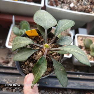 多肉植物彩葉麒麟的價格推薦 21年5月 比價撿便宜