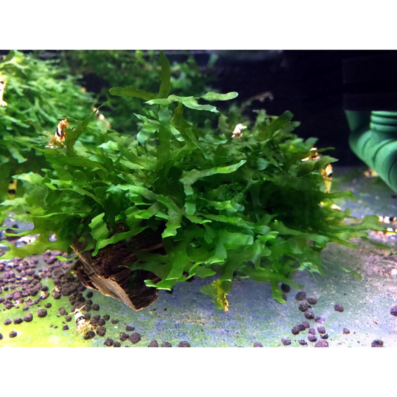 怪蕨莫斯沉木莫絲水草沉木 保證乾淨無螺無渦蟲 水晶蝦的最愛 蝦皮購物