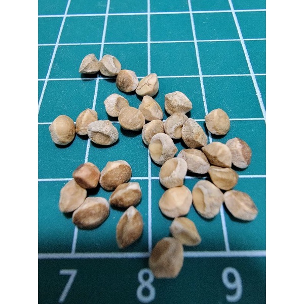 橄欖科 秘魯聖木 Bursera graveolens 種子