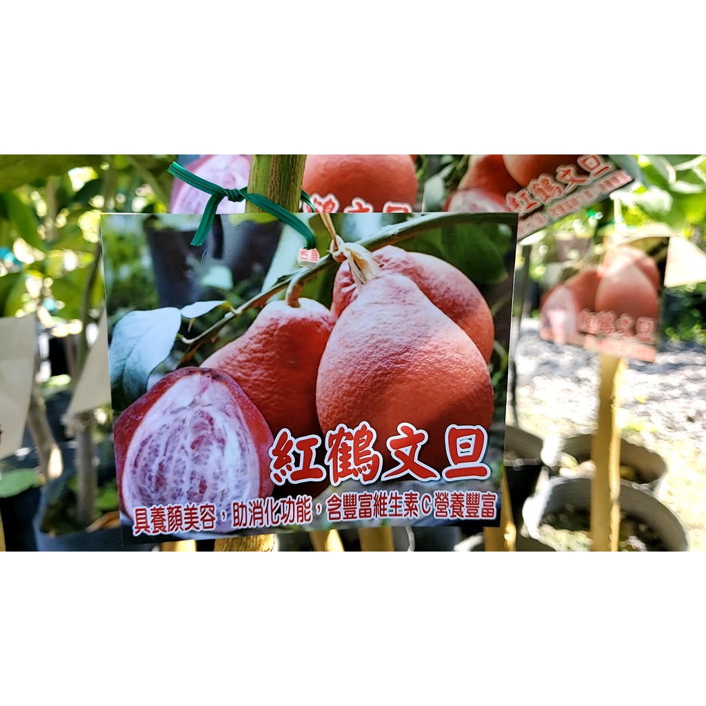 ゆず 苗 柑橘 山根柚子 苗木 常緑 5年生 大苗 やまねゆず 接ぎ木 果樹