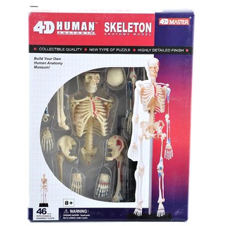 4D Master 骨架 結構 模型 人體 拼裝 模型 骨骼 ~ 萬能百貨