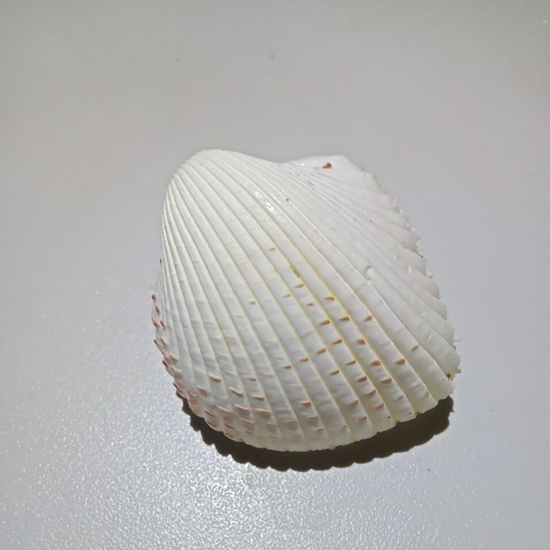 草莓鳥尾蛤（貝殼標本、收藏）