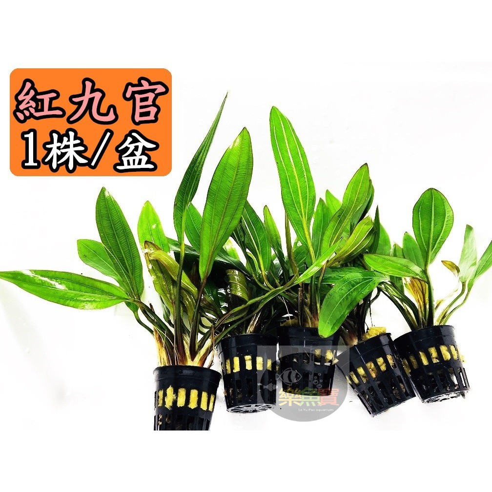 樂魚寶 紅九官 1株 盆 水草陰性後景草不需co2 水族造景真水草水草造景 蝦皮購物