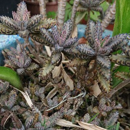 多肉植物小葉不死鳥錦蝶落地生根細葉斑點帶粉 蝦皮購物