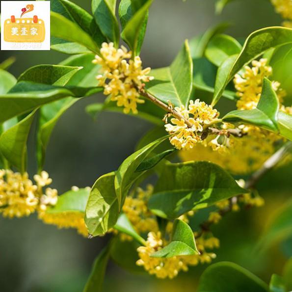 美壹家 免運桂花茶正宗廣西桂林桂花茶桂花乾花茶組合可搭配玫瑰花菊花地方特色美食廚房作料料理 蝦皮購物