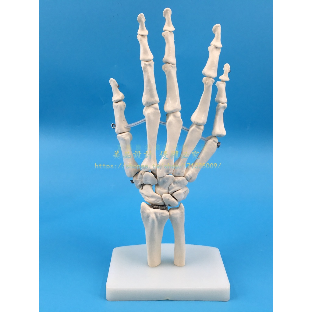 人體手骨 手關節附韌帶模型 人體手指骨骼模型 手部手掌骨骼模型【美品LDYX】