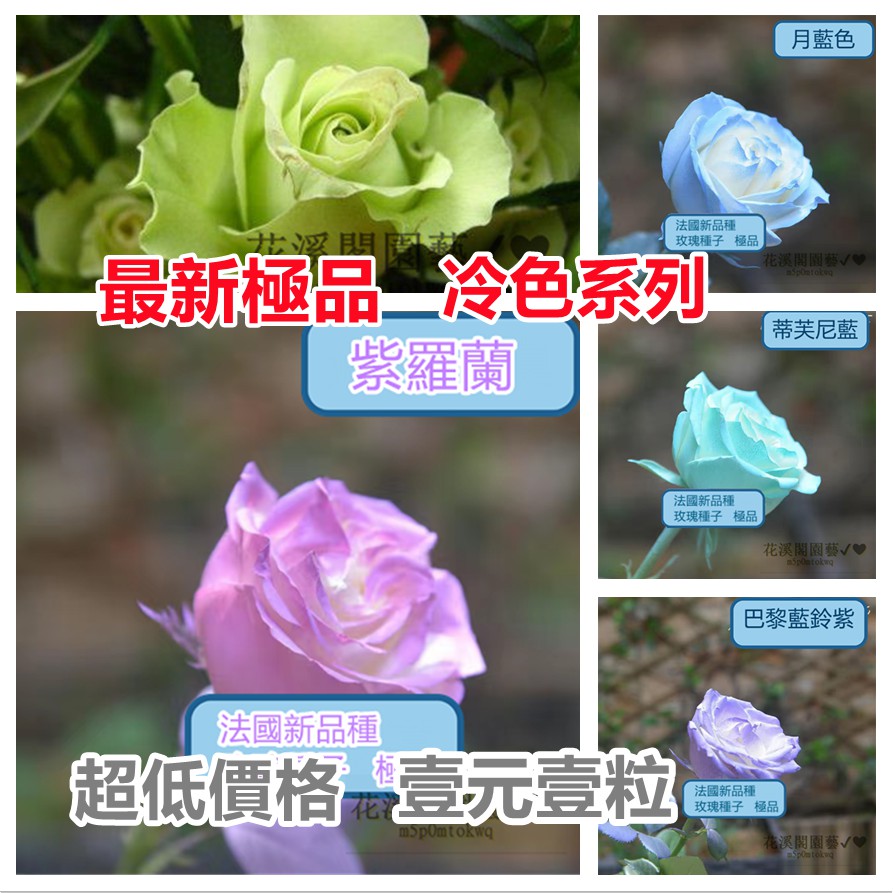 壹元壹粒玫瑰花種子稀有品種法國玫瑰種籽發芽率高達99 蝦皮購物